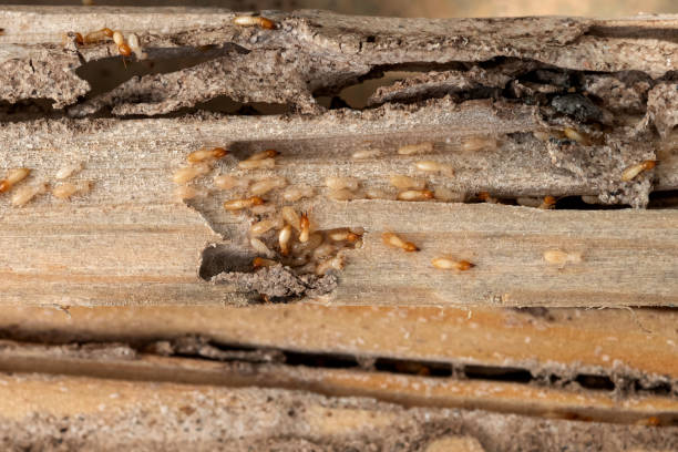 Best Wasp Removal Services  in Millersville, PA